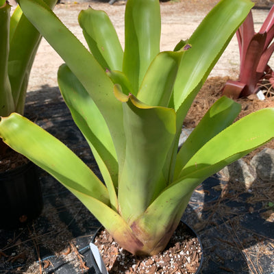 Aechmea blanchetiana 'Key Lime'