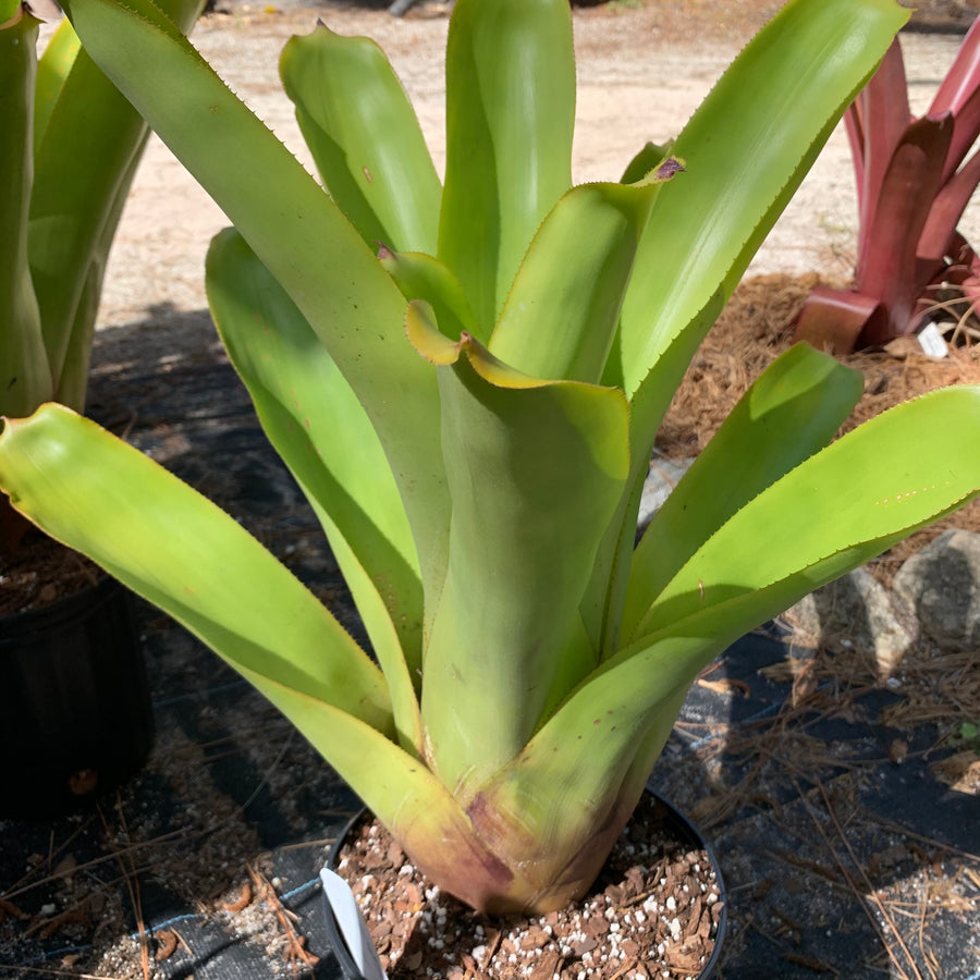Aechmea blanchetiana 'Key Lime'