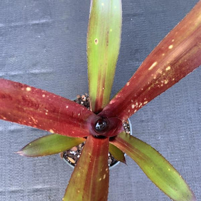 Billbergia ‘Hallelujah’ x ‘Hellfire’ | Bromeliad Paradise