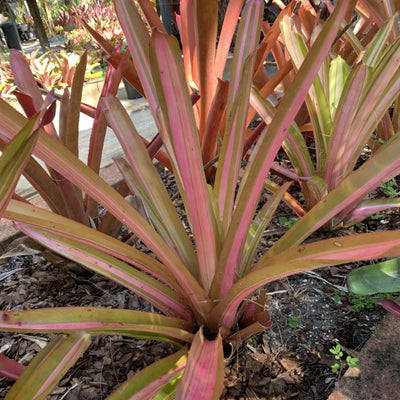 Aechmea blanchetiana 'Variegated' | Bromeliad Paradise