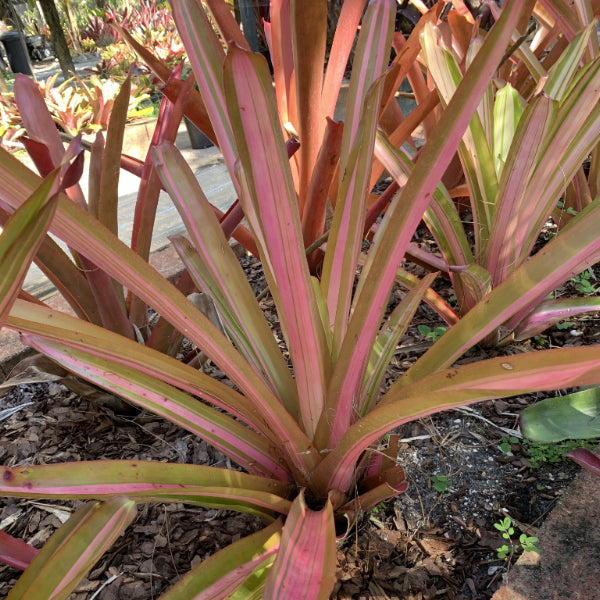 Aechmea blanchetiana 'Variegated' | Bromeliad Paradise