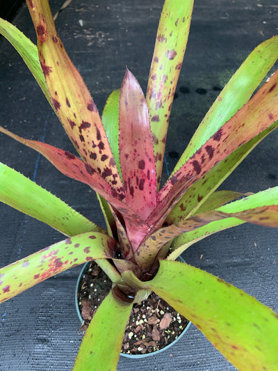Aechmea 'Freckles'