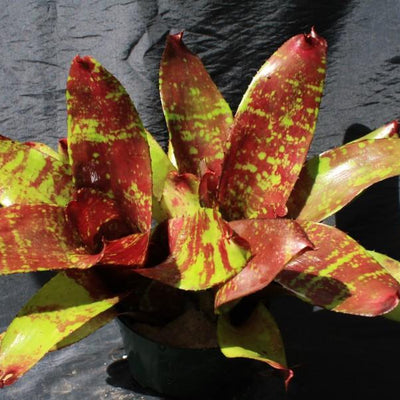 Neoregelia 'Africa' | Bromeliad Paradise