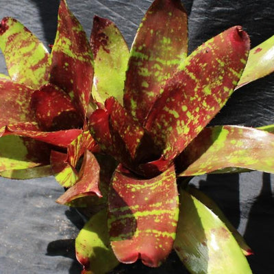 Neoregelia 'Africa' | Bromeliad Paradise