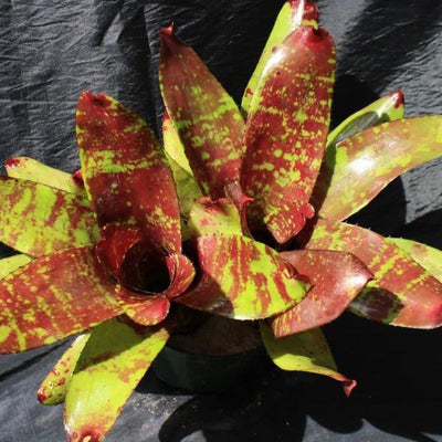 Neoregelia 'Africa' | Bromeliad Paradise