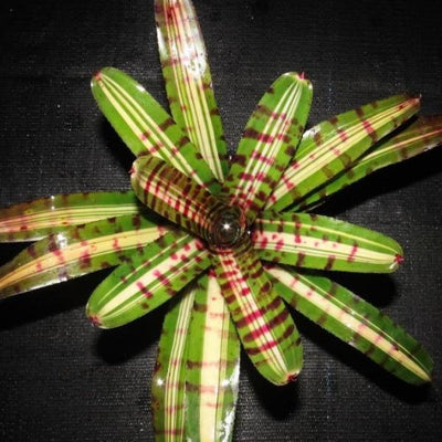 Neoregelia 'Aftershock' | Bromeliad Paradise