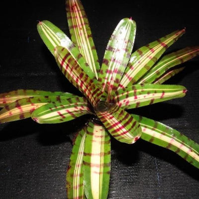 Neoregelia 'Aftershock' | Bromeliad Paradise