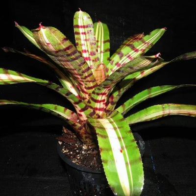 Neoregelia 'Aftershock' | Bromeliad Paradise