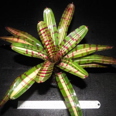 Neoregelia 'Aftershock' | Bromeliad Paradise