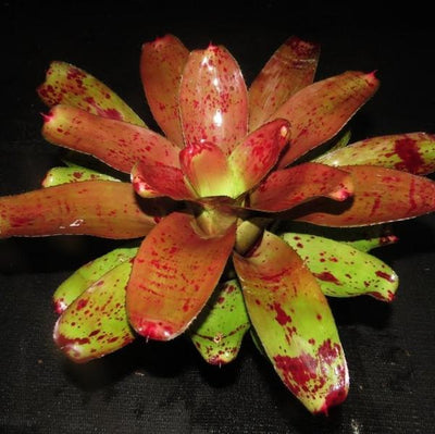 Neoregelia 'Alpha' | Bromeliad Paradise