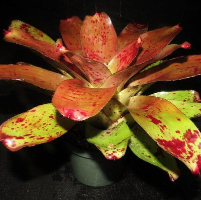 Neoregelia 'Alpha' | Bromeliad Paradise