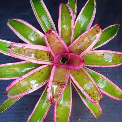 Neoregelia 'Amaysing Ray' | Bromeliad Paradise