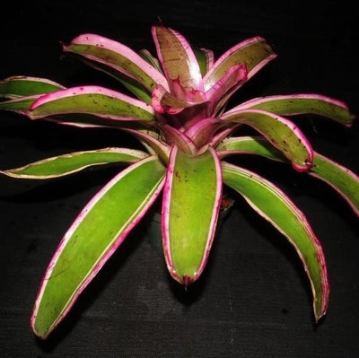 Neoregelia 'Amaysing Ray' | Bromeliad Paradise