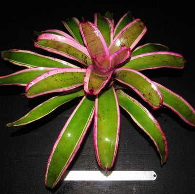Neoregelia 'Amaysing Ray' | Bromeliad Paradise