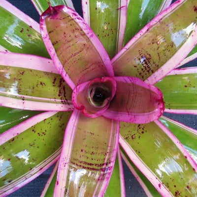 Neoregelia 'Amaysing Ray' | Bromeliad Paradise