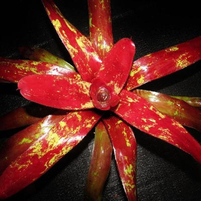 Neoregelia 'Amazon' | Bromeliad Paradise