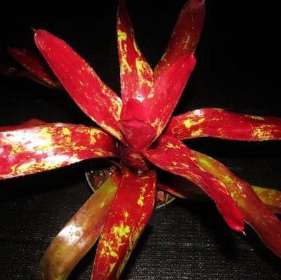 Neoregelia 'Amazon' | Bromeliad Paradise