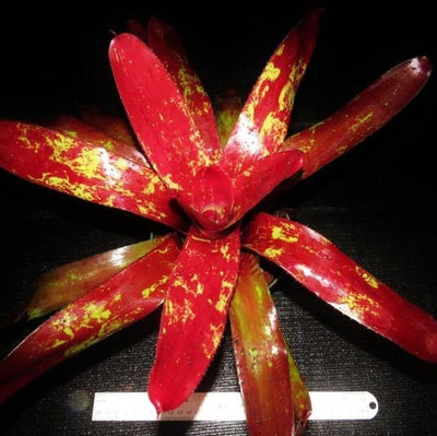 Neoregelia 'Amazon' | Bromeliad Paradise