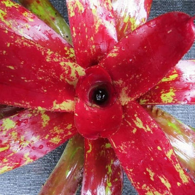 Neoregelia 'Amazon' | Bromeliad Paradise