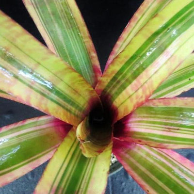 Neoregelia ampullacea Variegated | Bromeliad Paradise