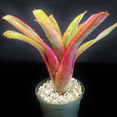 Neoregelia ampullacea Variegated | Bromeliad Paradise