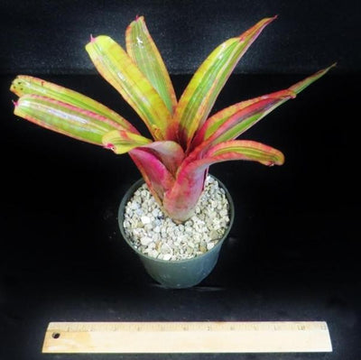 Neoregelia ampullacea Variegated | Bromeliad Paradise
