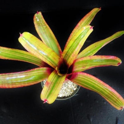 Neoregelia ampullacea Variegated | Bromeliad Paradise