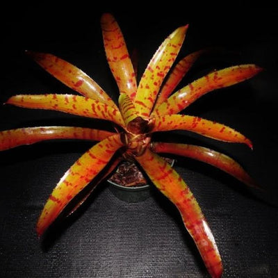 Neoregelia ampullacea x 'Blushing Tiger' | Bromeliad Paradise