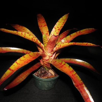 Neoregelia ampullacea x 'Blushing Tiger' | Bromeliad Paradise
