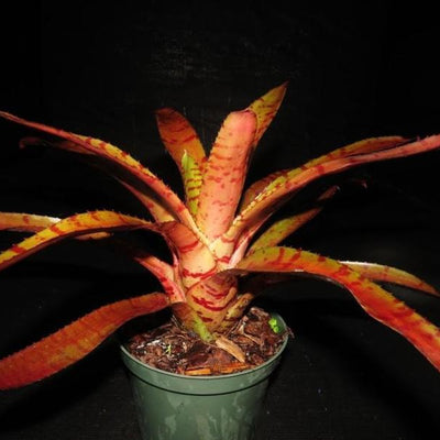 Neoregelia ampullacea x 'Blushing Tiger' | Bromeliad Paradise