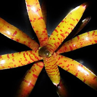 Neoregelia ampullacea x 'Blushing Tiger' | Bromeliad Paradise