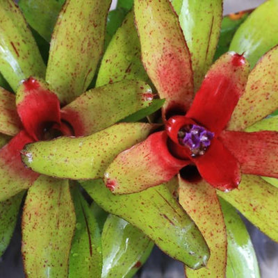 Neoregelia 'Angel Face' | Bromeliad Paradise