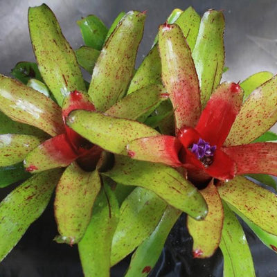 Neoregelia 'Angel Face' | Bromeliad Paradise