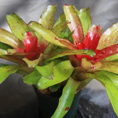 Neoregelia 'Angel Face' | Bromeliad Paradise