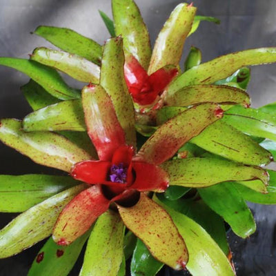 Neoregelia 'Angel Face' | Bromeliad Paradise