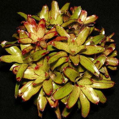 Neoregelia 'Angel Face' | Bromeliad Paradise