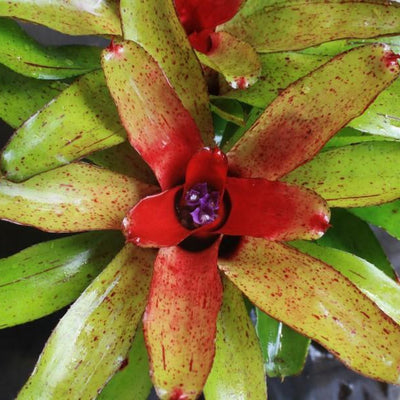 Neoregelia 'Angel Face' | Bromeliad Paradise