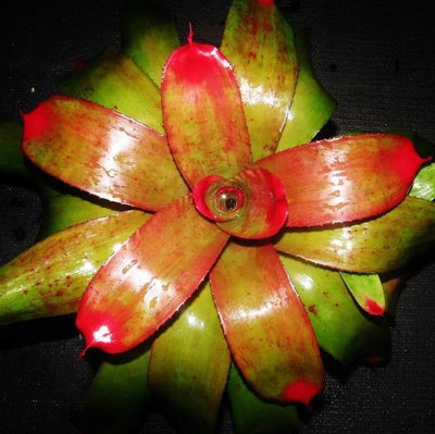 Neoregelia 'Ann Anderson' | Bromeliad Paradise