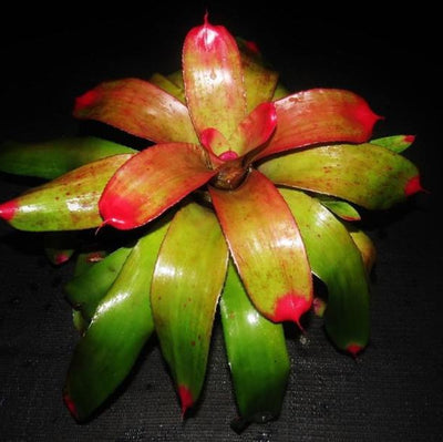 Neoregelia 'Ann Anderson' | Bromeliad Paradise