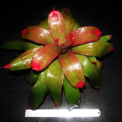 Neoregelia 'Ann Anderson' | Bromeliad Paradise