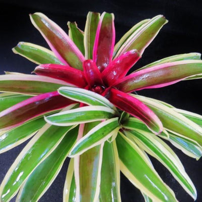 Neoregelia 'Annick' | Bromeliad Paradise