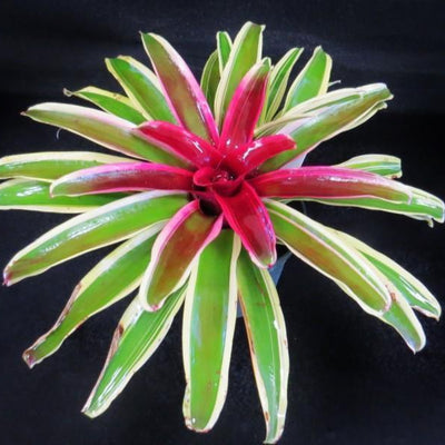Neoregelia 'Annick' | Bromeliad Paradise