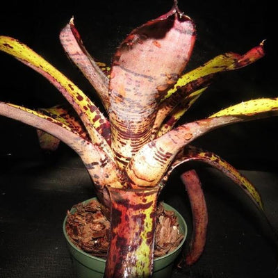 Neoregelia 'Apollo's Poetry' | Bromeliad Paradise
