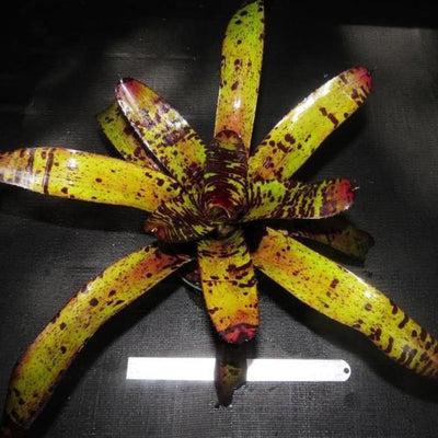 Neoregelia 'Apollo's Poetry' | Bromeliad Paradise