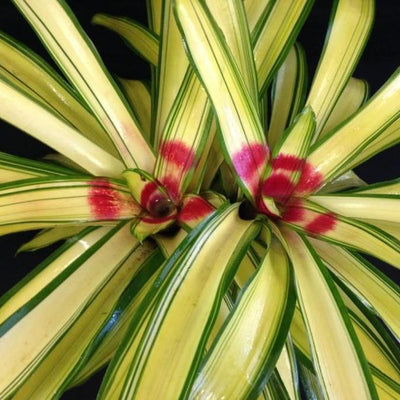 Neoregelia 'Ardie' | Bromeliad Paradise