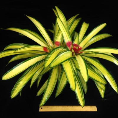 Neoregelia 'Ardie' | Bromeliad Paradise