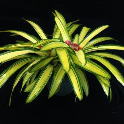 Neoregelia 'Ardie' | Bromeliad Paradise