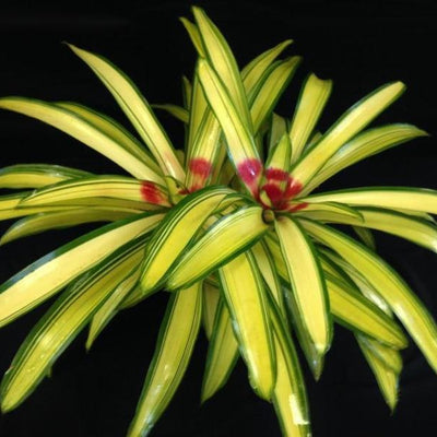Neoregelia 'Ardie' | Bromeliad Paradise
