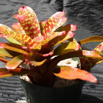 Neoregelia 'Aussie Gold' | Bromeliad Paradise