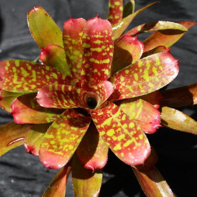 Neoregelia 'Aussie Gold' | Bromeliad Paradise